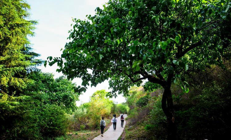 麗江茶馬古道文海徒步路線(xiàn)