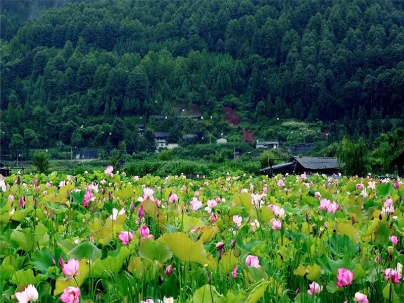 夏令營(yíng)