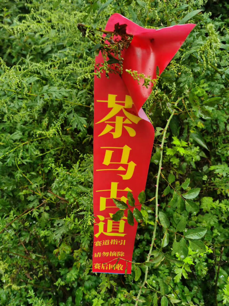 麗江茶馬古道徒步挑戰賽