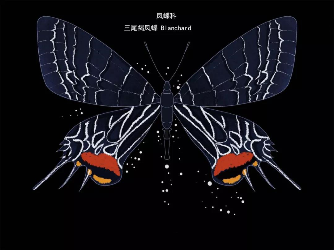 三尾褐?zhù)P蝶